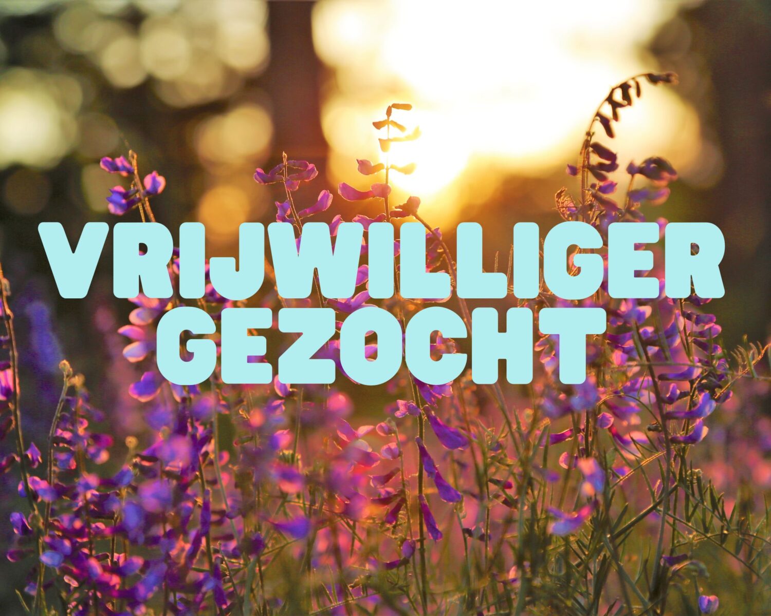 Gezocht: enthousiaste vrijwilligers De Stad Uit